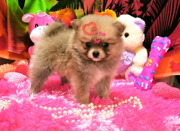 Lulu da Pomerânia Anã 