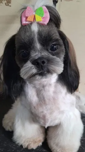 Banho e tosa a domicílio para seu dog