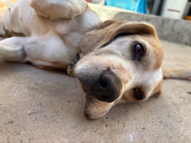 Doação de cadela Beagle
