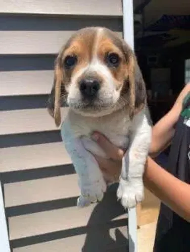 Beagle excelente procedencia