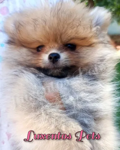Lulu da Pomerânia spitz alemão