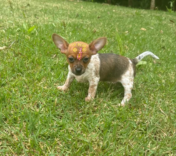 Vendo Fêmea de Pinscher N1