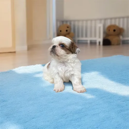Filhote Shih tzu macho 