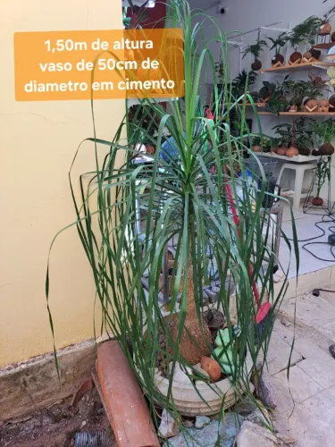Planta Pata de Elefante no vaso cimento