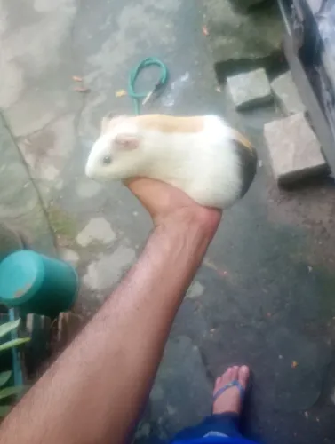 Porquinhas da índia fêmeas buchuda