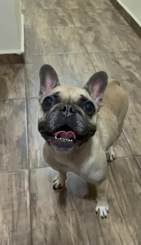 Bulldog francês 