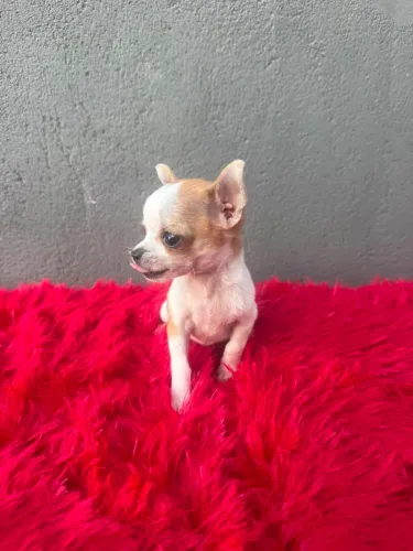 Chihuahua fêmea pelo curto
