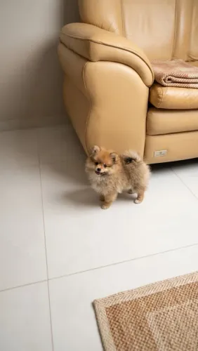 Spitz Alemão, machos!
