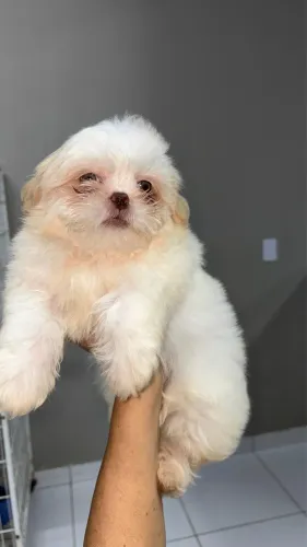 Cachorro
