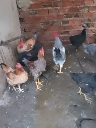 Frangos caipira 