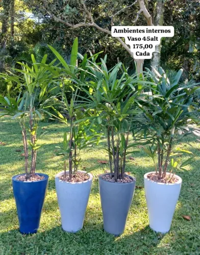 Vasos e plantas completos 