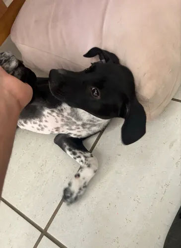 Doação filhote fêmea