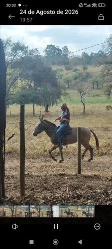 Vendo mula de procedência muito boa, pai registrado