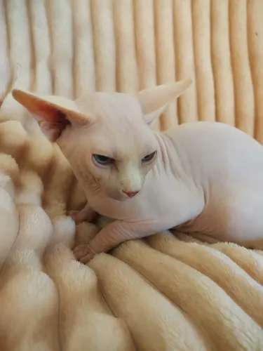 Sphynx adulto Macho
