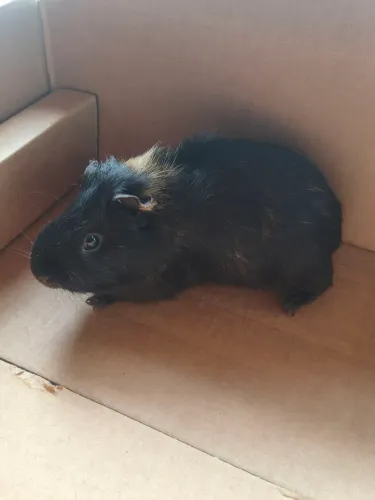 Porquinho da índia 