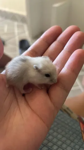 HAMSTERS ANÃO RUSSO FILHOTES