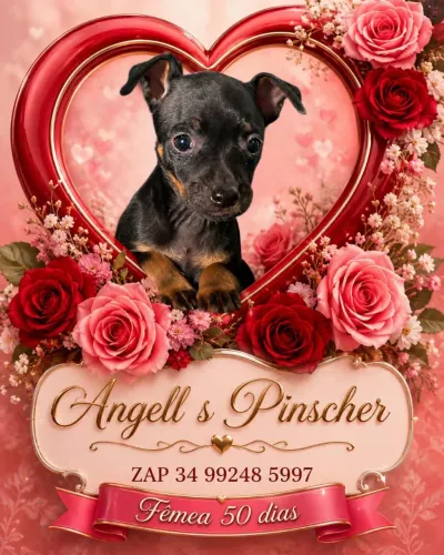 Filhotes pinscher macho/fêmea