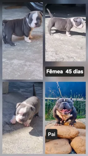 Filhote de Bully Femea