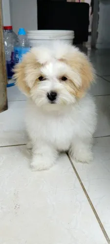 Vendo cachorra Lhasa Apso , fêmea 
