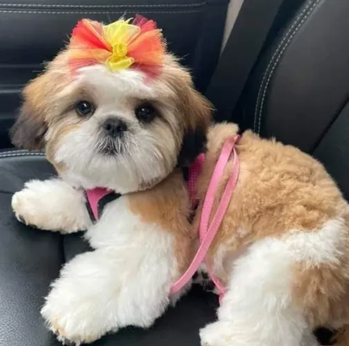 Temos lindas fêmeas de Shih Tzu!!!