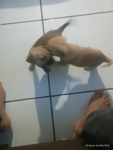 Doação filhote de Pincher
