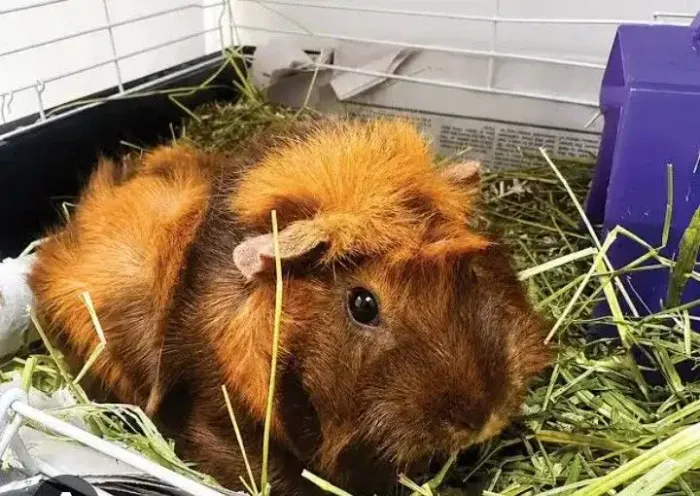 Porquinho da índia