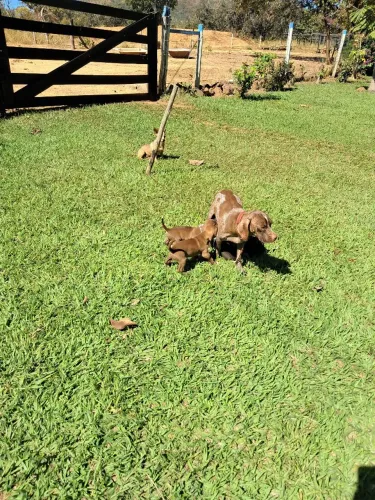 Cachorro Perdigueiro à venda