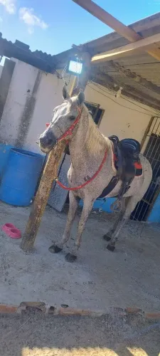 Cavalo Russo Pedrez, Picado