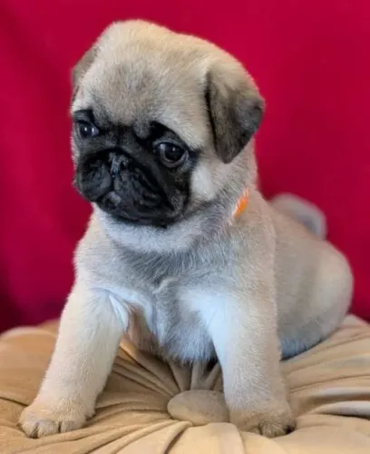 Pug Filhotes Próprios Para Companhia.