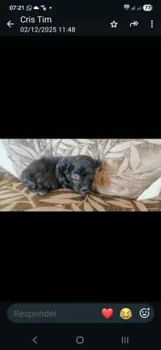Poodle 
