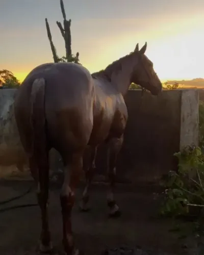 Cavalo quarto de milha campeão de esteira puro