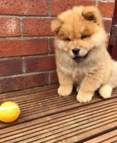 Chow chow maravilhoso
