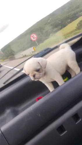 Pug albino exótico mini