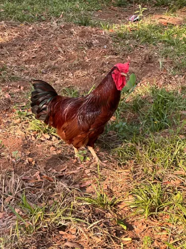 Galo e frango Embrapa 051