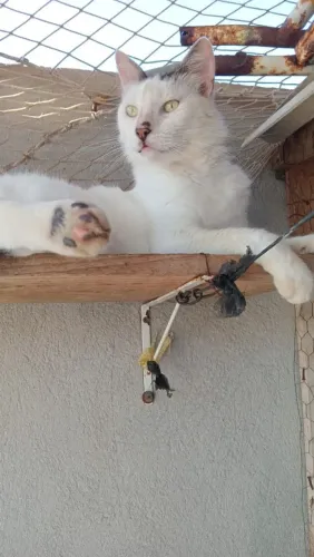 Gato Castrado!