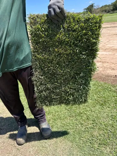 Grama esmeralda de alta qualidade