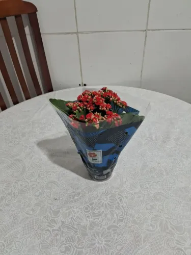 Estou a procura de casa pra aluga na vila sonia