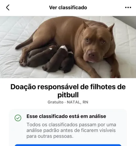 Filhotes de pitbull para doação