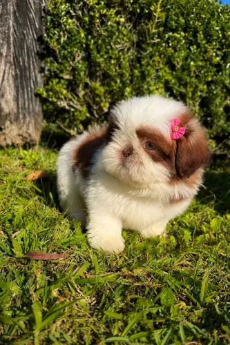 Shih tzu femea linhagem canadense