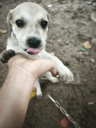 Estou com 3 cachorra fêmea (marrom) para doação