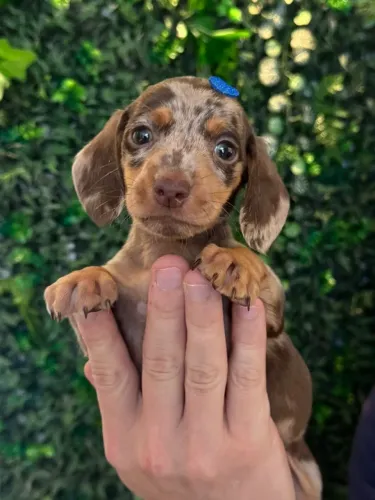 linguicinha lindo
