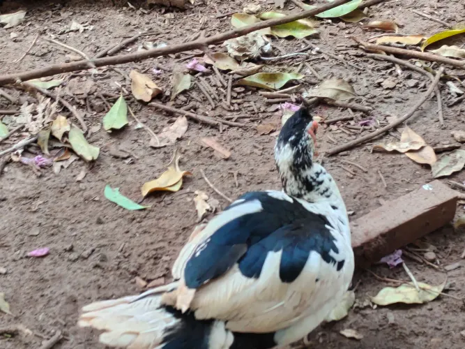 Vendo Pato