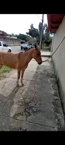 Vendo burro 