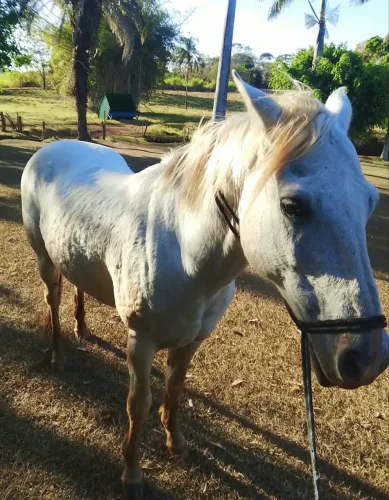 cavalo branco 
