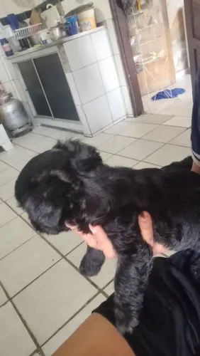Vendo cachorro poodle