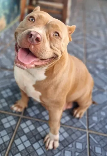 American bully disponível