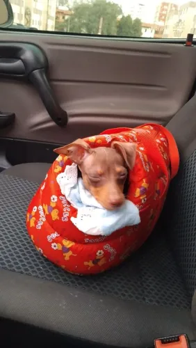 Bolsa pra levar pet