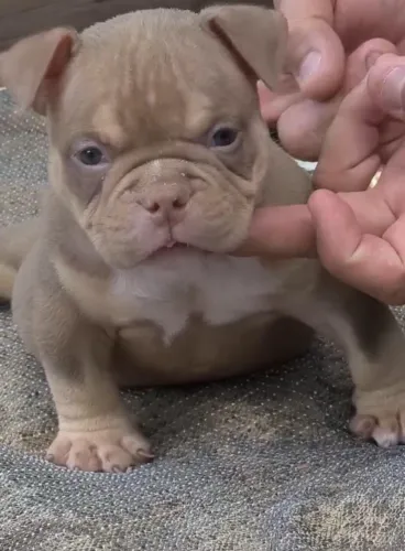 AMERICAN BULLY DISPONÍVEIS
