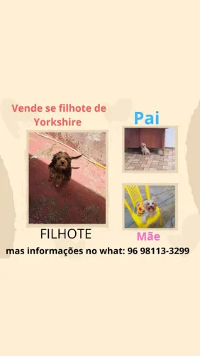 Filhote Macho