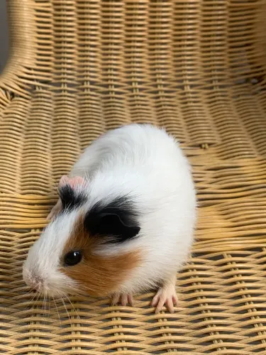 Doação porquinho da índia 